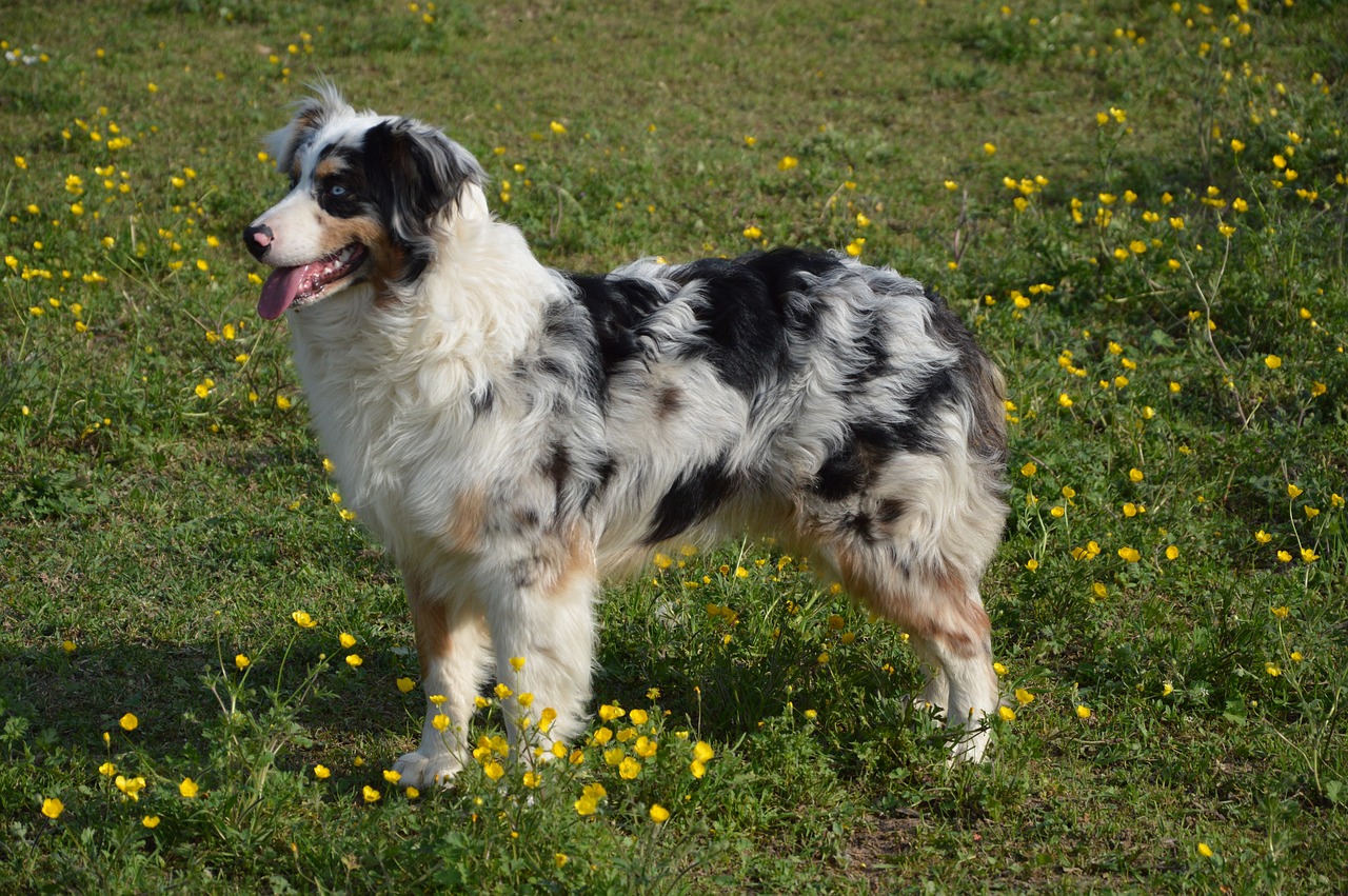 The Unique Traits of the Australian Silky Terrier